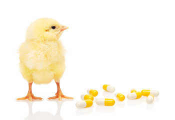 Small yellow chicken near pile of yellow and white capsules