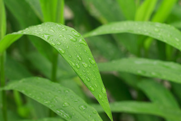 drop of water on green leave