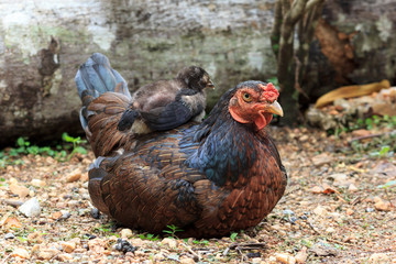 brown hen and black  chick
