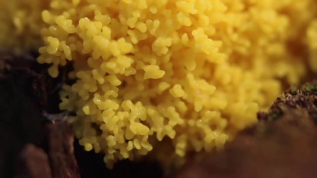 ein pulsierender Schleimpilz im achtzigfachen Zeitraffer