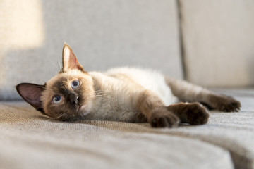 The cute Siamese cat