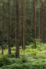 Fototapeta premium Carpathian Forest with high trees