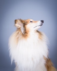 Dog on background. taken in a studio.