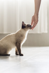 The cute Siamese cat