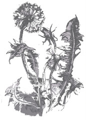 Vector hand drawn dandelion. Vintage dandelion flower sketch.