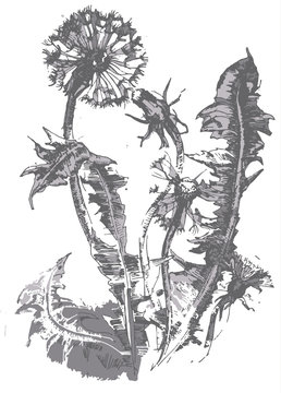 Fototapeta Vector hand drawn dandelion. Vintage dandelion flower sketch.