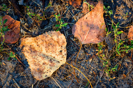 autumn lefs on soil