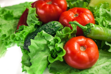 Fresh organic vegetables. Autumn vegetables. Harvesting. Ingredients for the salad. Lettuce, tomatoes, cucumbers, zucchini, eggplant, peppers, chillies.