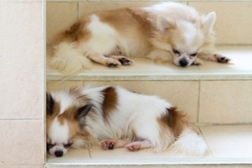 Chihuahua Puppy Dog / Chihuahua Puppy Dog Is Sleeping On Floor.