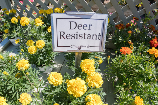 deer resistant flowers yellow with sign for sale