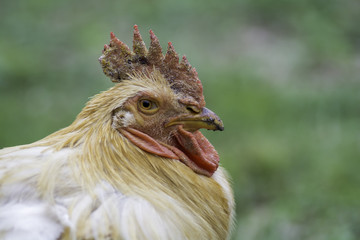 The face side of the Rooster