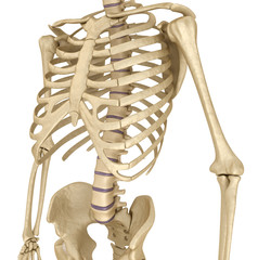 Human skeleton: breast chest. Front view. Medically accurate 3D illustration