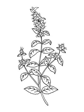 black and white mint plant drawing clip art preview
