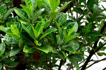 Jackfruit leaves
