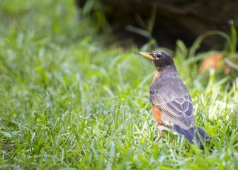 American Robin (Turdus migratorius)