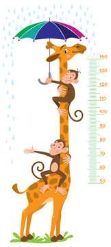 Giraffe and monkeys. Meter wall or height chart