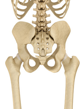 Human skeleton: pelvis and sacrum.  Isolated on white. Medically accurate 3D illustration