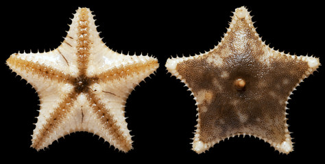 Starfish (Ctenodiscus crispatus) inhabit the Kara Sea on black
