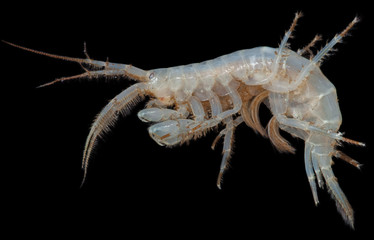 The Amphipoda on black