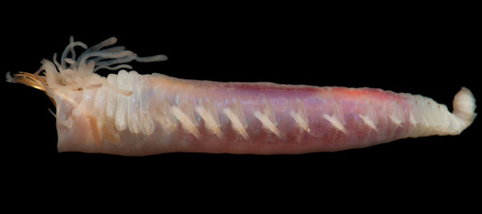 The polychaete Ampharete sp. from Kara sea - Inhabitant of the Arctic Ocean closeup on black 