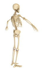 Human skeleton isolated , Medically accurate 3d illustration .