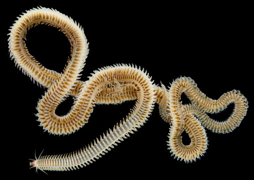 Nereis  - inhabitant of the Kara Sea