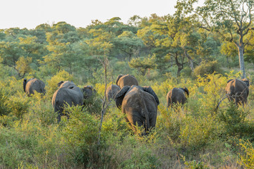 Herd of Elephants walking away in the bush.