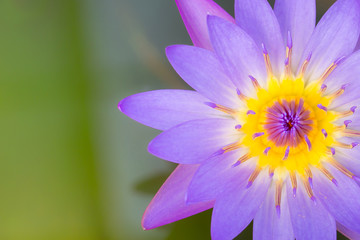 Fototapeta premium beautiful lotus flower, water lily in Thailand.