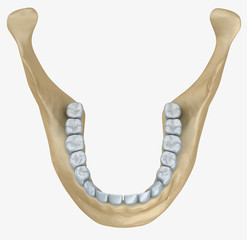 Lower jaw skeleton and teeth anatomy.  Medical accurate 3D illustration