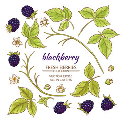 blackberry elements vector set