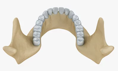 Foto auf Acrylglas Lower jaw skeleton and teeth anatomy.  Medical accurate 3D illustration © Alex Mit