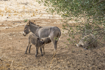 Fototapeta premium Donkey foal drinking milk from his mother