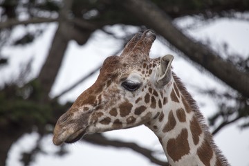 Giraffe (Giraffa camelopardalis)