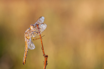 dragonfly in close up