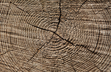 Fototapeta premium Holzmaserung