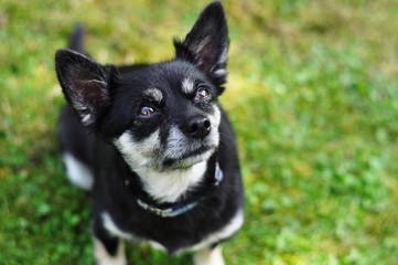 Short-haired Chihuahua