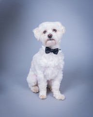 Dog on background. taken in a studio.