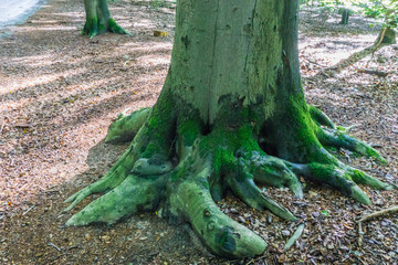 big forest tree roots funny shape