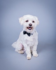 Dog on background. taken in a studio.