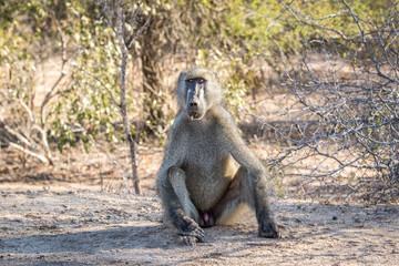 Baboon starring at the camera.