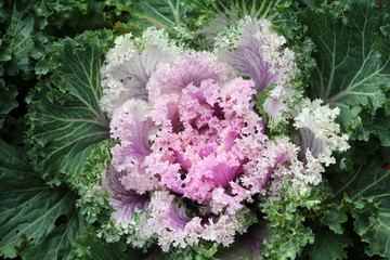 Unusual decorative plants - decorative red purple cabbage.