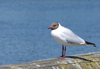 Lachmöwe