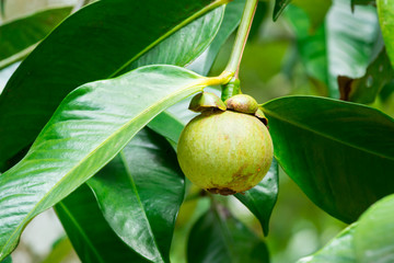 young mangosteen growing at it's tree ( Garcinia mangostana Linn. )