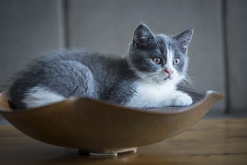 The cute gray kitten