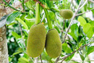 young jackfruit growing on it's tree ( Artocarpus heterophyllus Lam., Moraceae )