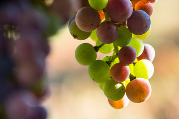 Grapes changing color during veraison
