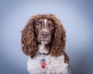 Dog on background. taken in a studio.