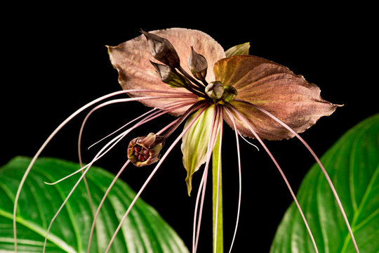 Bat flower (Black lily) on black background ( Tacca chantrieri Andre., Taccaceae )