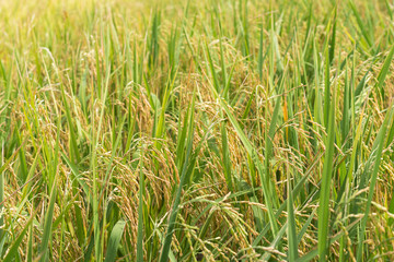 Close up of green paddy rice plant
