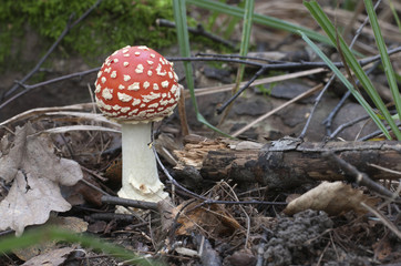 Toadstool mushroom